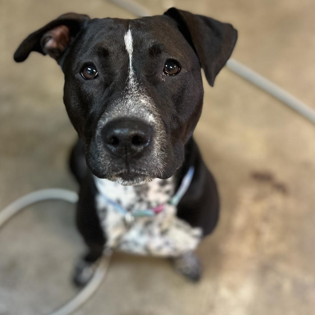 Enlarge Saki, a Adoptable mixed breed in Easton, PA image 5/6