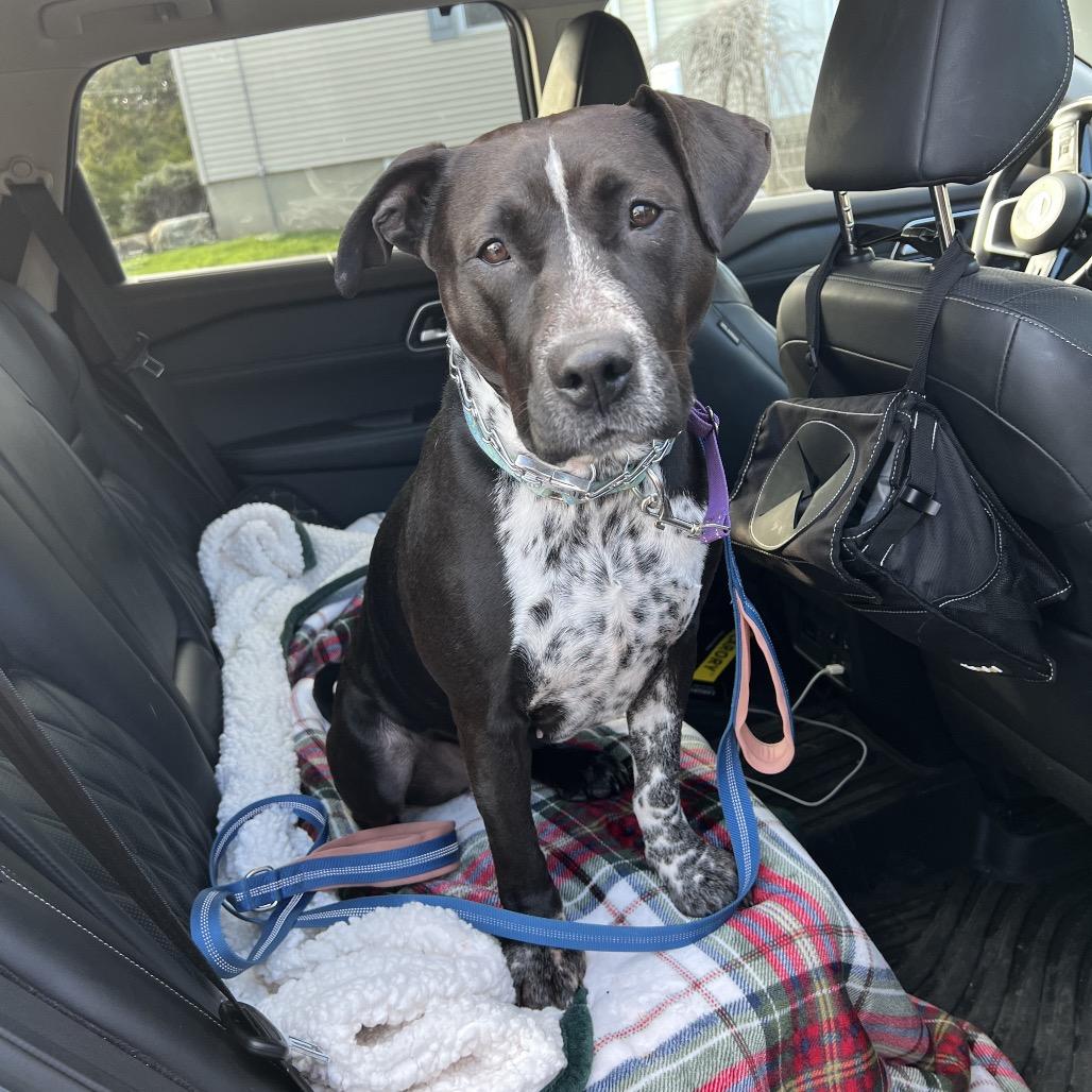 Enlarge Saki, a Adoptable mixed breed in Easton, PA image 5/6