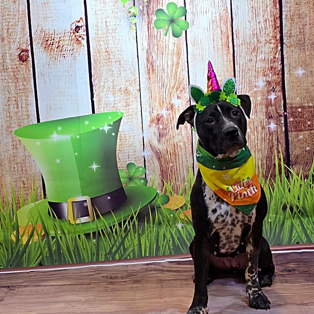 Enlarge Saki, a Adoptable mixed breed in Easton, PA image 6/6