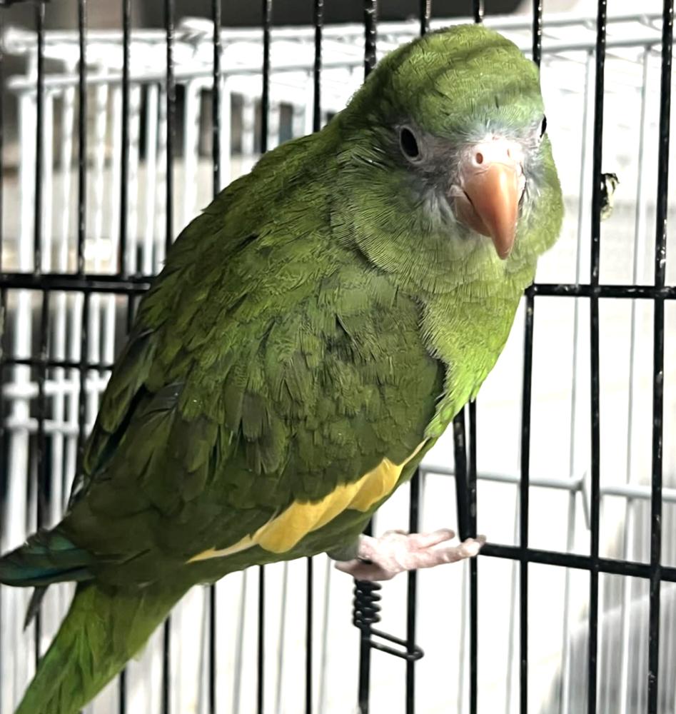 Buddy, Adoptable, Adult Male Parakeet (Other).
