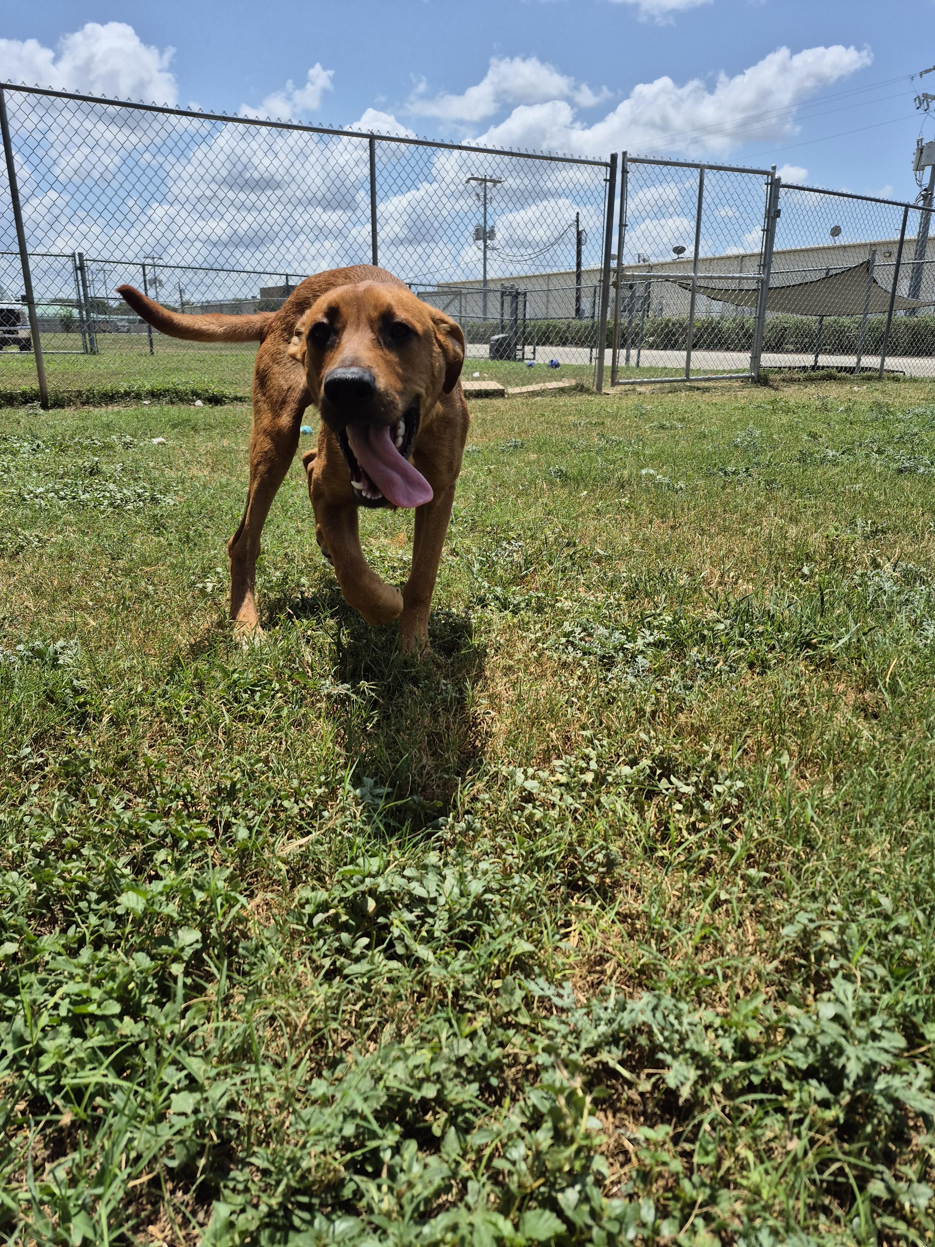 Enlarge Paz, a ADOPTABLE Mixed Breed in Schertz, TX image 2/5
