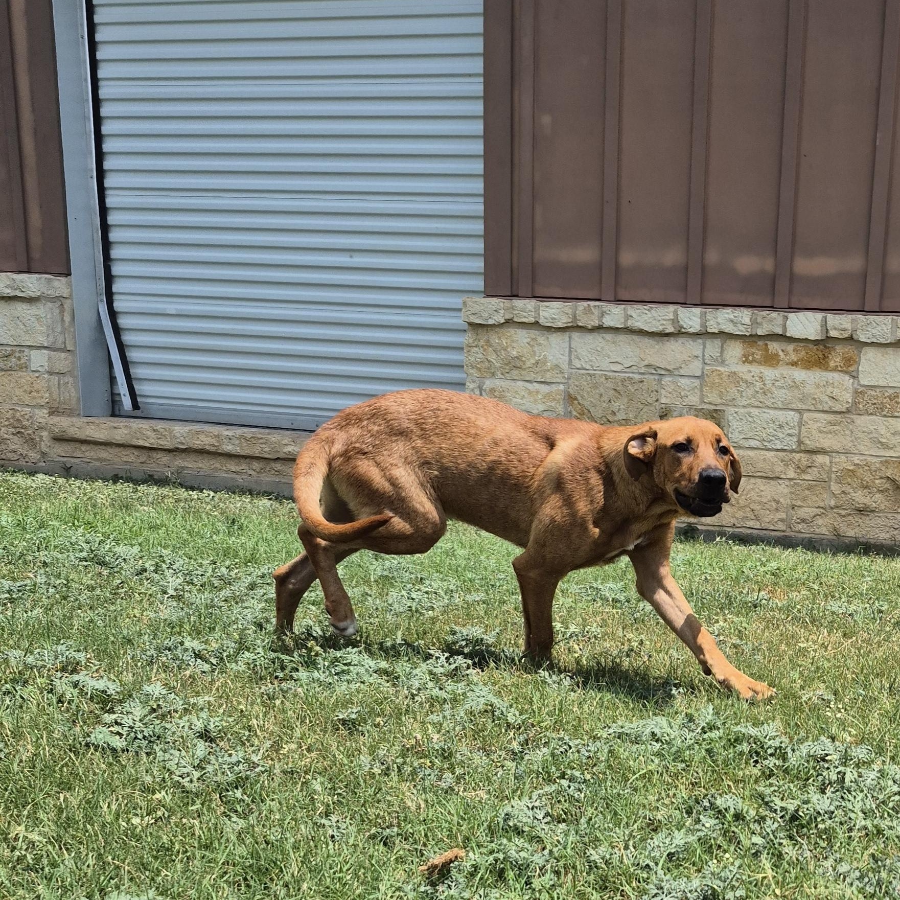 Enlarge Paz, a ADOPTABLE Mixed Breed in Schertz, TX image 4/5