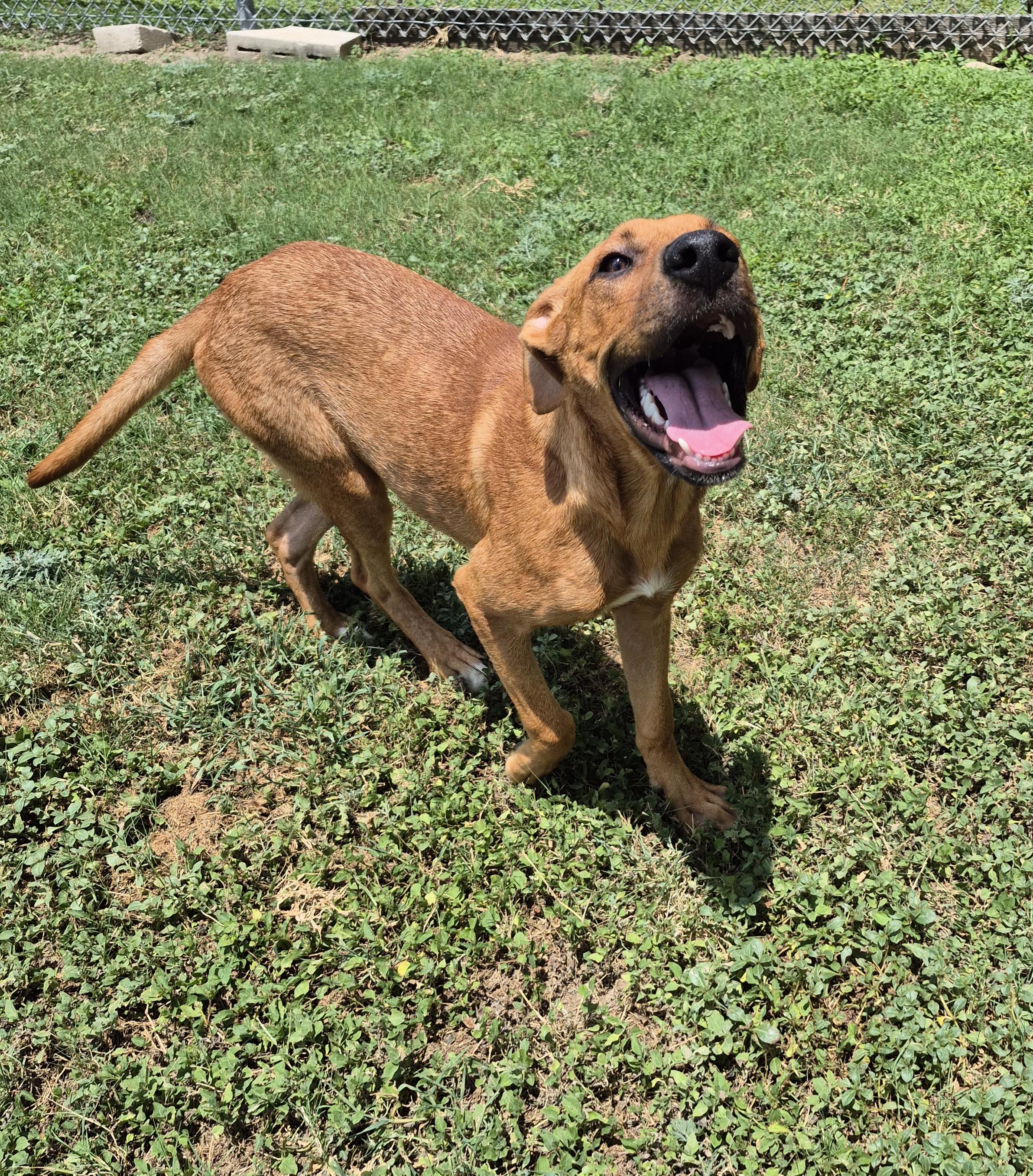 Paz, ADOPTABLE, Young Male Mixed Breed.