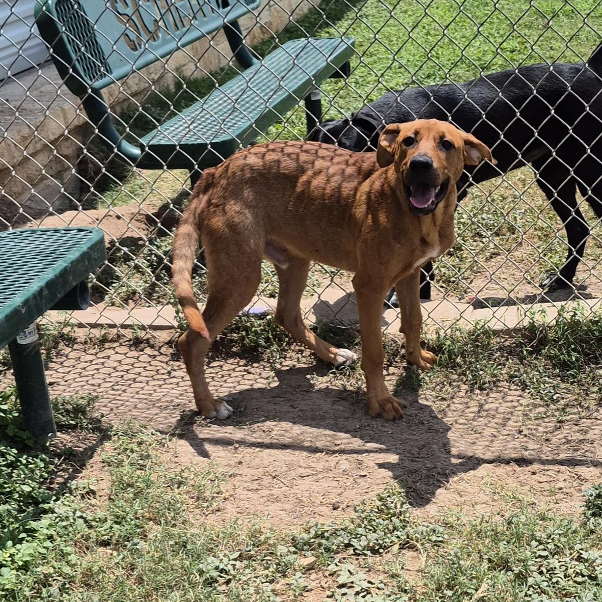 Enlarge Paz, a ADOPTABLE Mixed Breed in Schertz, TX image 5/5