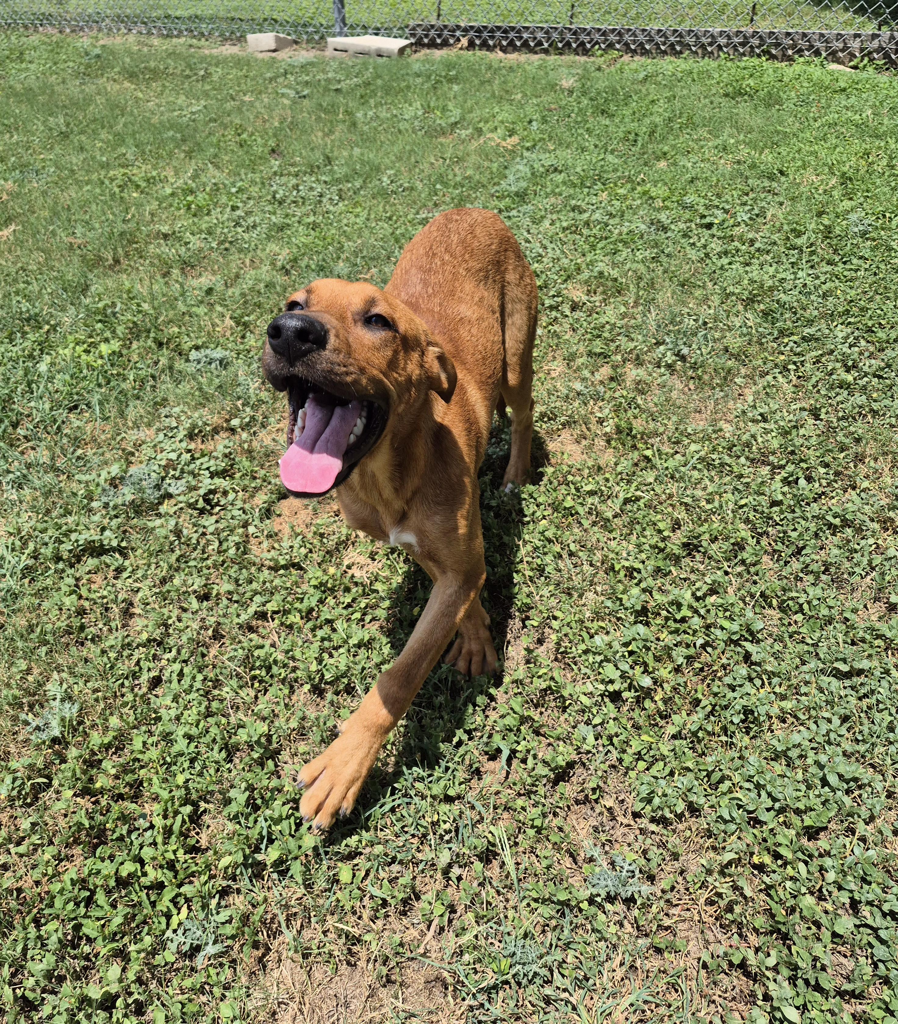 Enlarge Paz, a ADOPTABLE Mixed Breed in Schertz, TX image 3/5