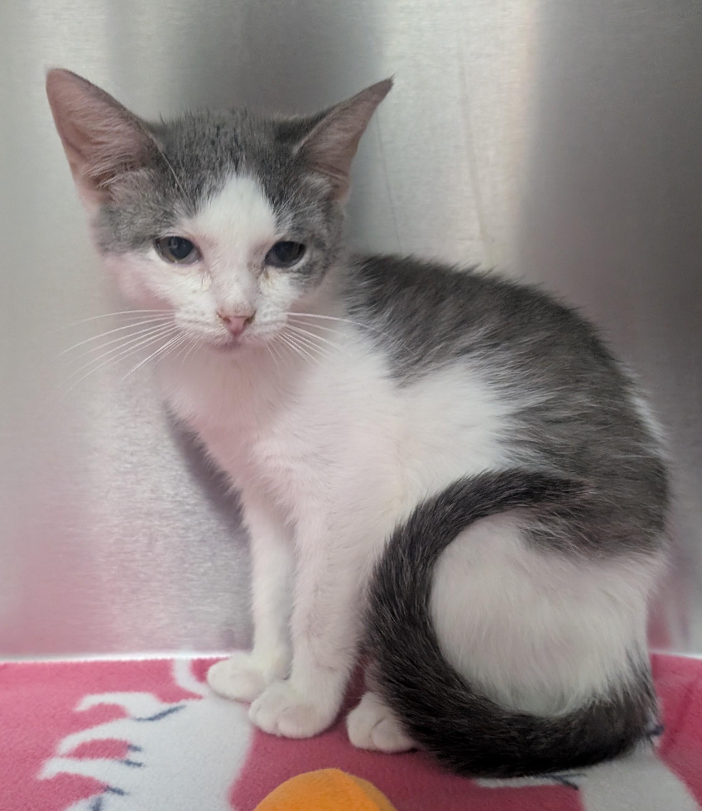 Mickey, an adoptable Domestic Short Hair in New Ulm, MN image 2/2