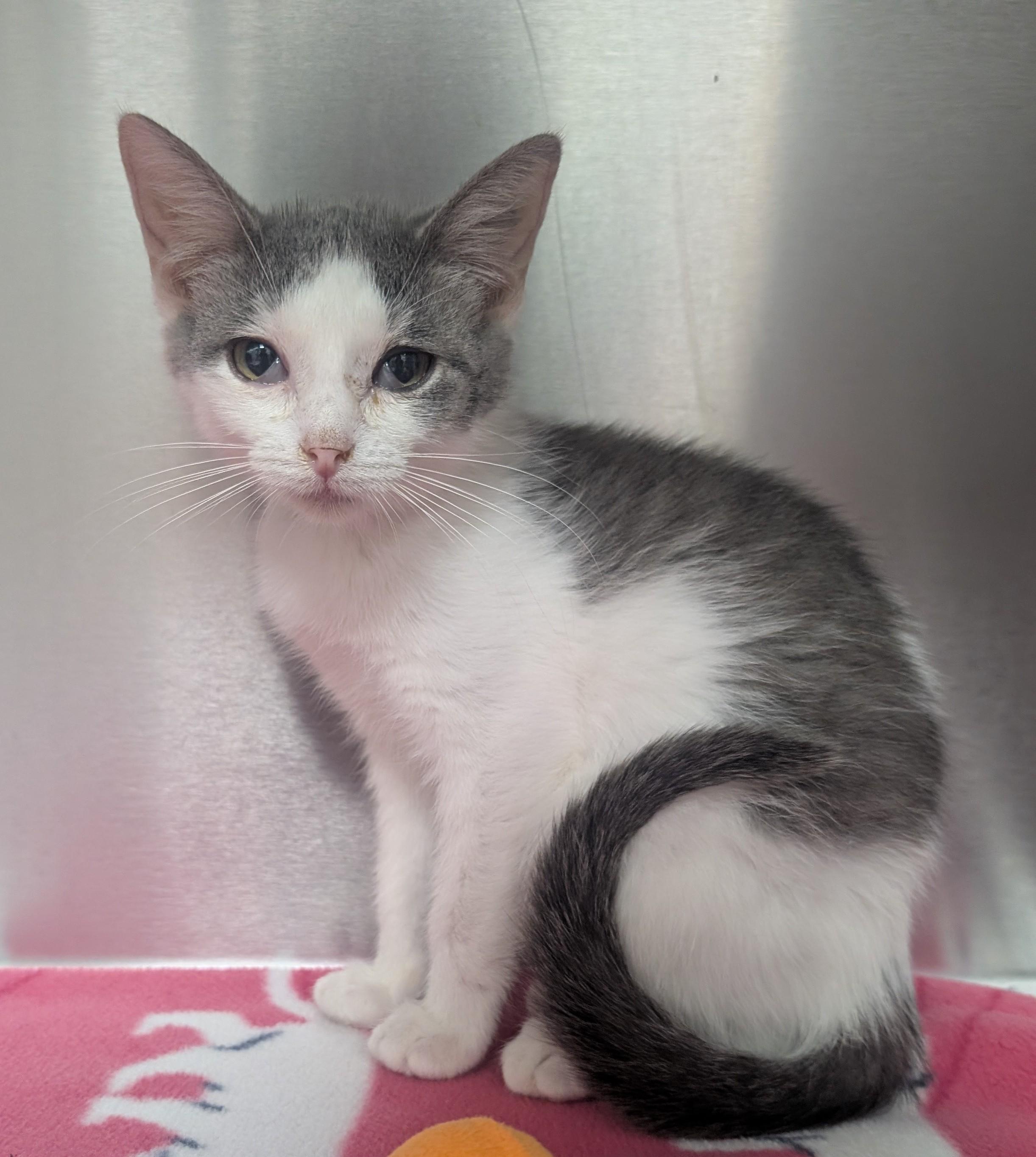 Mickey, adoptable, Young Male Domestic Short Hair.