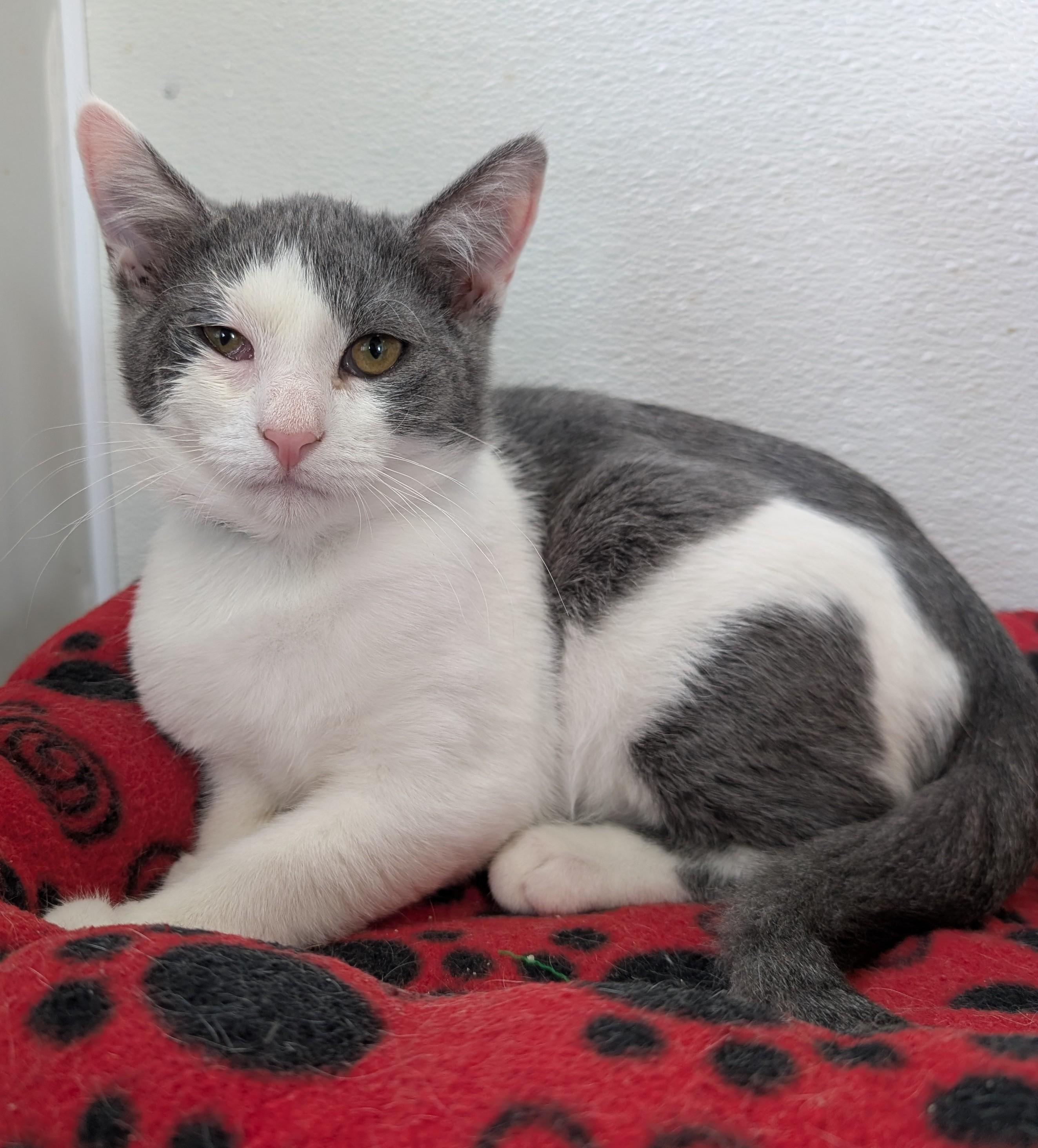 Enlarge Mickey, an adoptable Domestic Short Hair in New Ulm, MN image 1/1