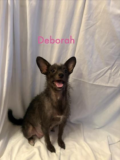 Deborah 52220, adopted, Adult Female Mixed Breed.
