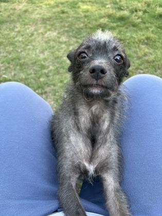 Deborah 52220, an adopted Mixed Breed in Oklahoma City, OK image 2/2