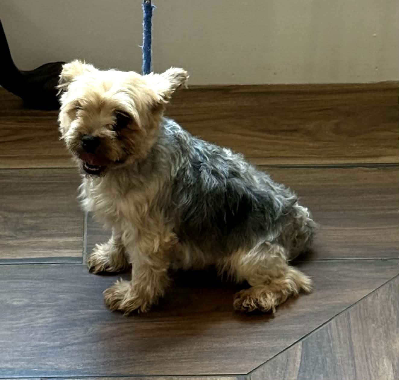 Kate, an adopted Yorkshire Terrier in Williston, VT image 2/2