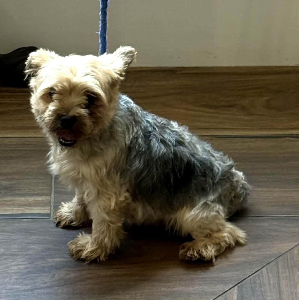 Kate, an adopted Yorkshire Terrier in Williston, VT image 1/2