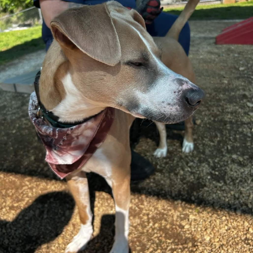 Roscoe, Adoptable, Adult Male Labrador Retriever.