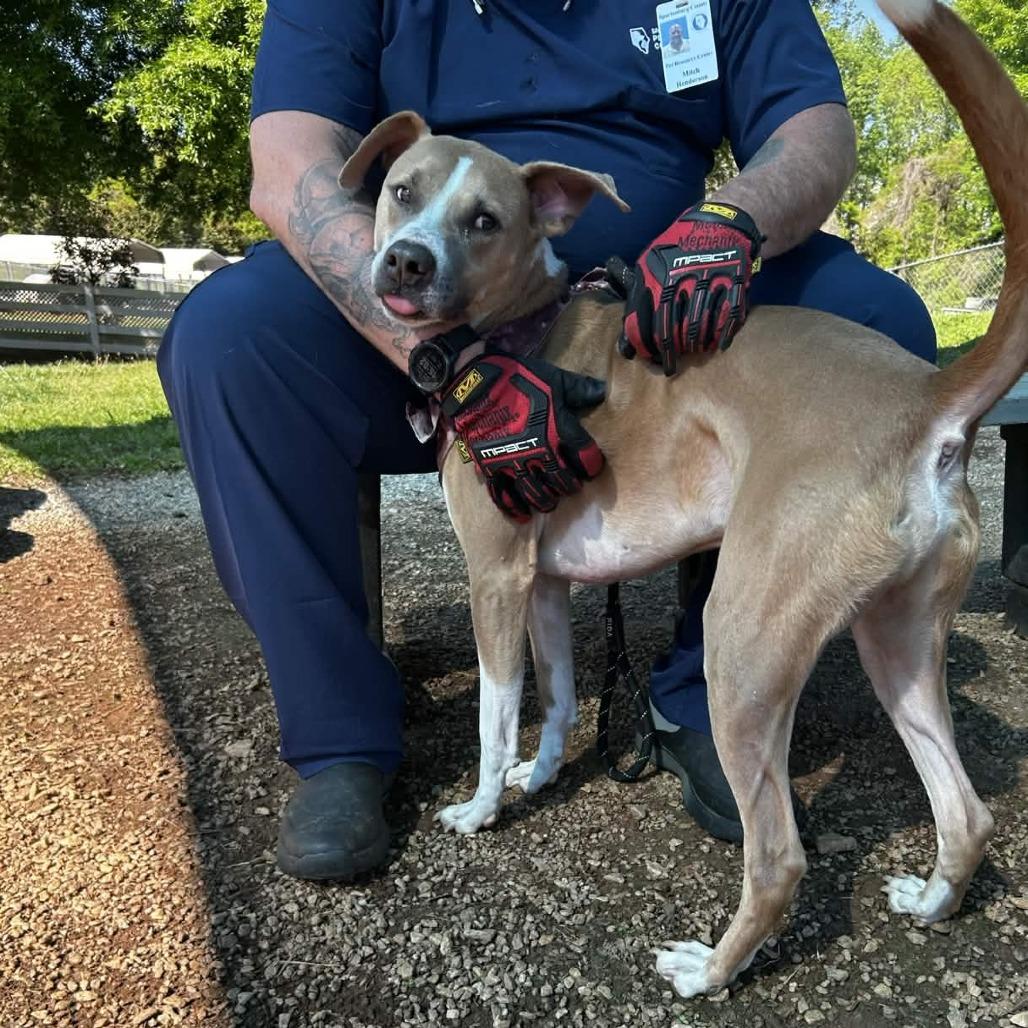 Enlarge Roscoe, a Adoptable mixed breed in Greenville, SC image 2/5