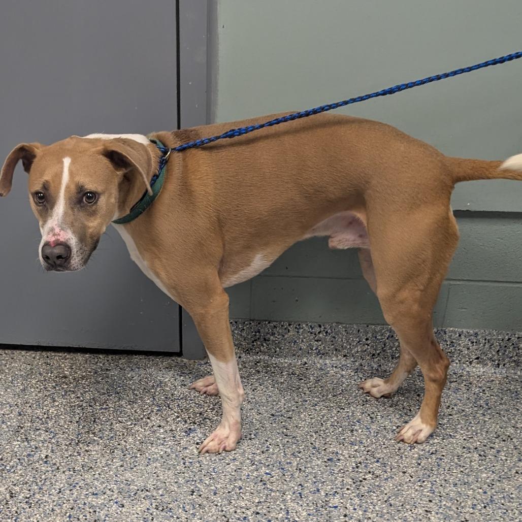 Enlarge Roscoe, a Adoptable mixed breed in Greenville, SC image 3/5