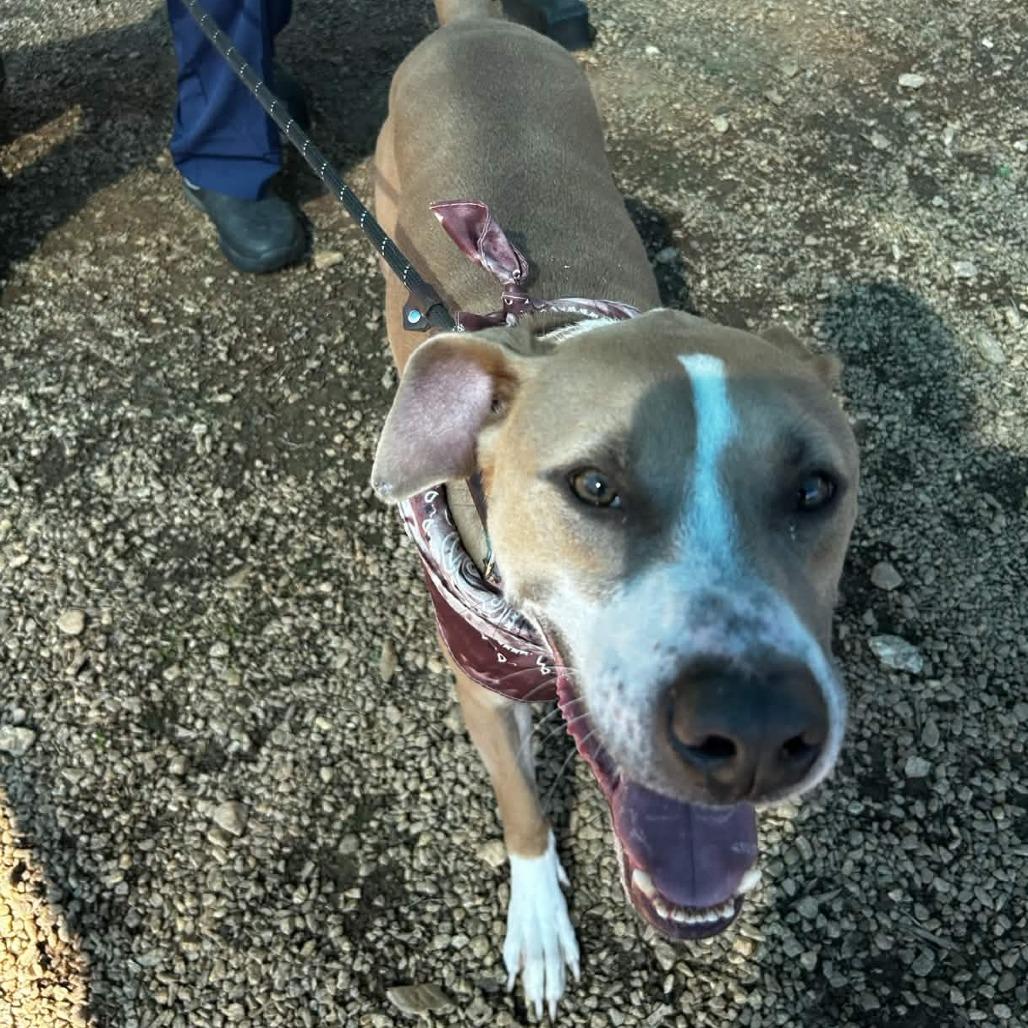 Enlarge Roscoe, a Adoptable mixed breed in Greenville, SC image 4/5