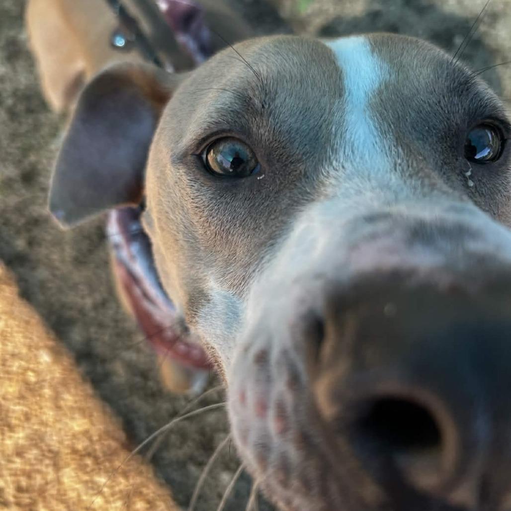 Enlarge Roscoe, a Adoptable mixed breed in Greenville, SC image 5/5