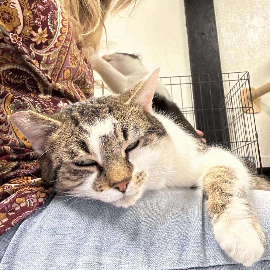 Louie, Adoptable, Adult Male Tabby.