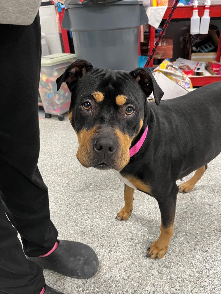 Maple, Adoptable, Young Female Rottweiler & Mixed Breed.