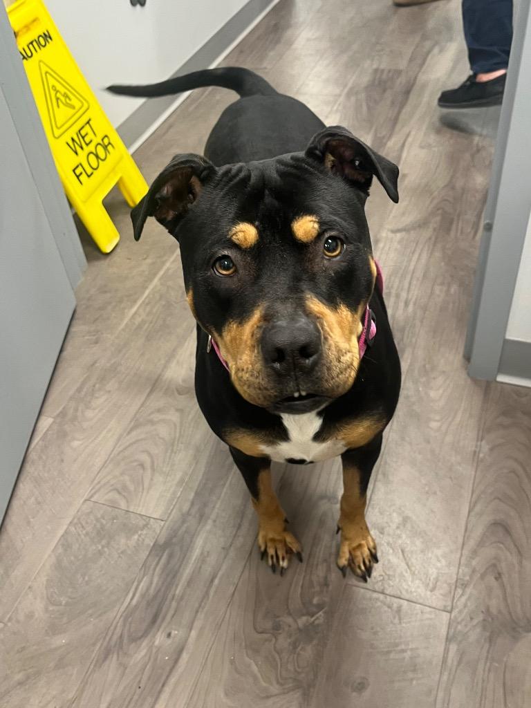 Maple, a Adoptable mixed breed in Auburn, IN image 2/4