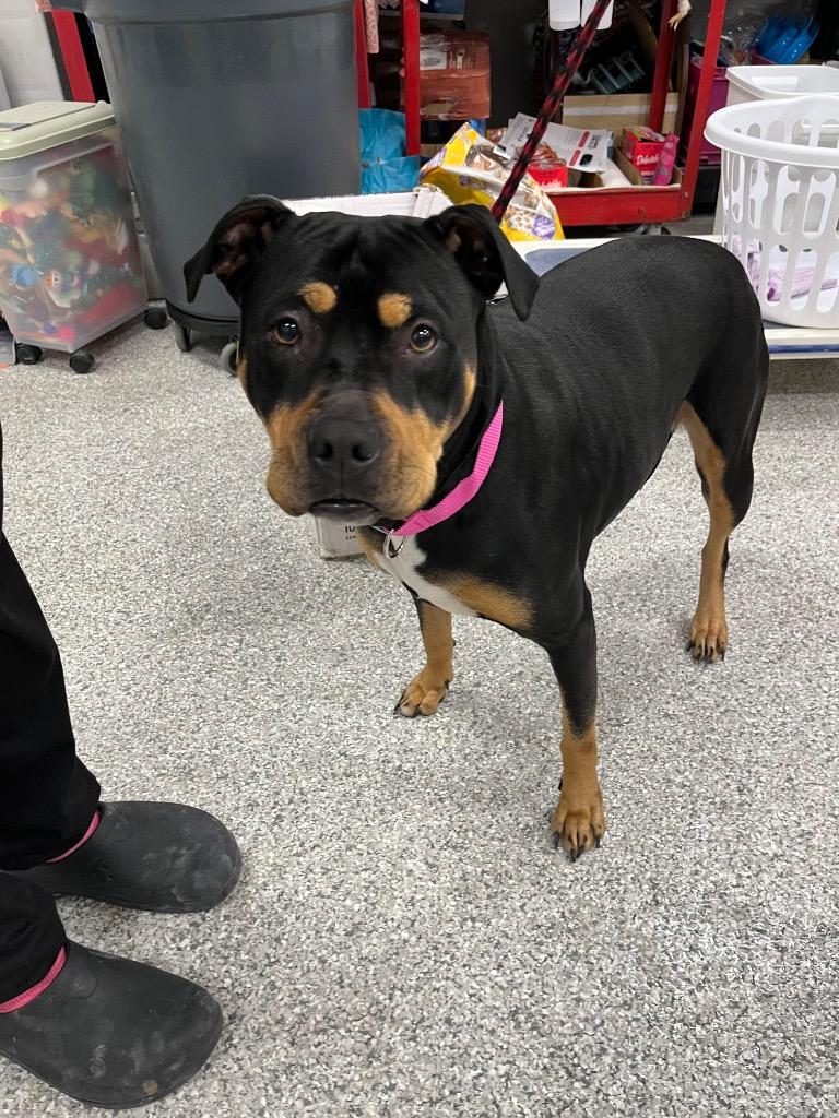 Maple, a Adoptable mixed breed in Auburn, IN image 4/4