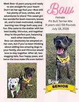 Enlarge Bow, a Adoptable Mixed Breed in Denton, TX image 3/3