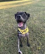 Enlarge Bow, a Adoptable Mixed Breed in Denton, TX image 1/3