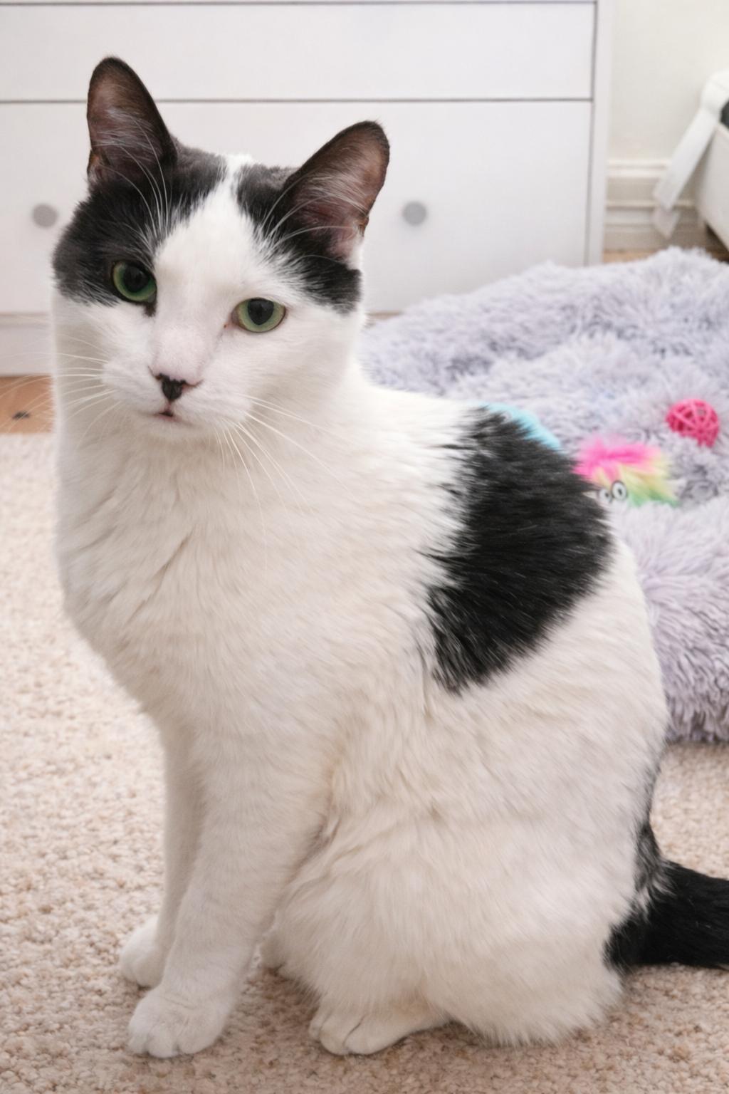 Enlarge Don Julio, a Adoptable Domestic Short Hair in Woodmere, NY image 4/4