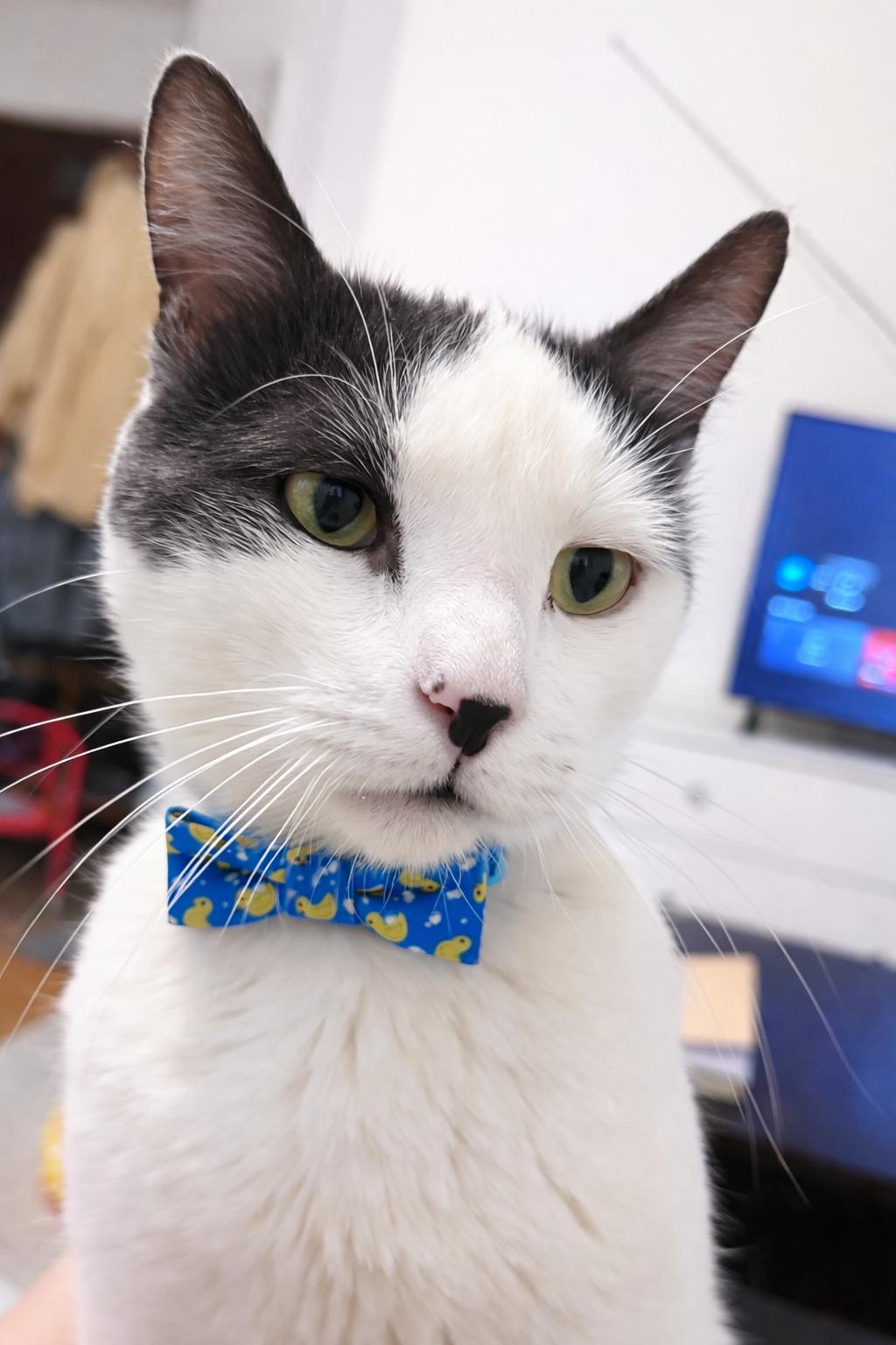 Enlarge Don Julio, a Adoptable Domestic Short Hair in Woodmere, NY image 1/4