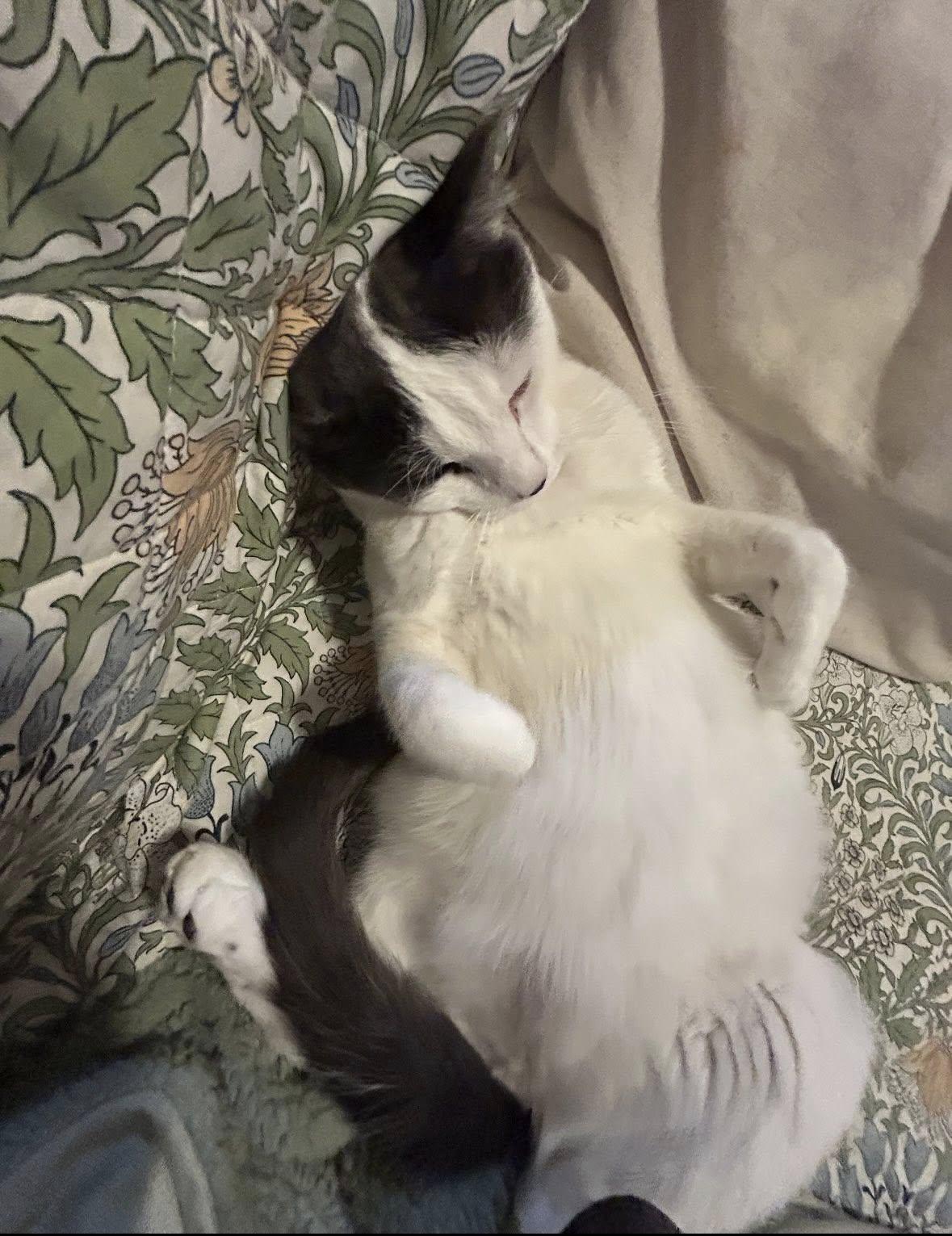 Don Julio, a Adoptable Domestic Short Hair in Woodmere, NY image 3/4