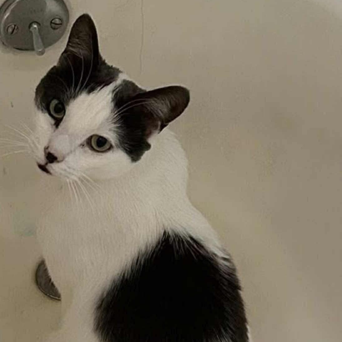 Don Julio, a Adoptable Domestic Short Hair in Woodmere, NY image 2/4