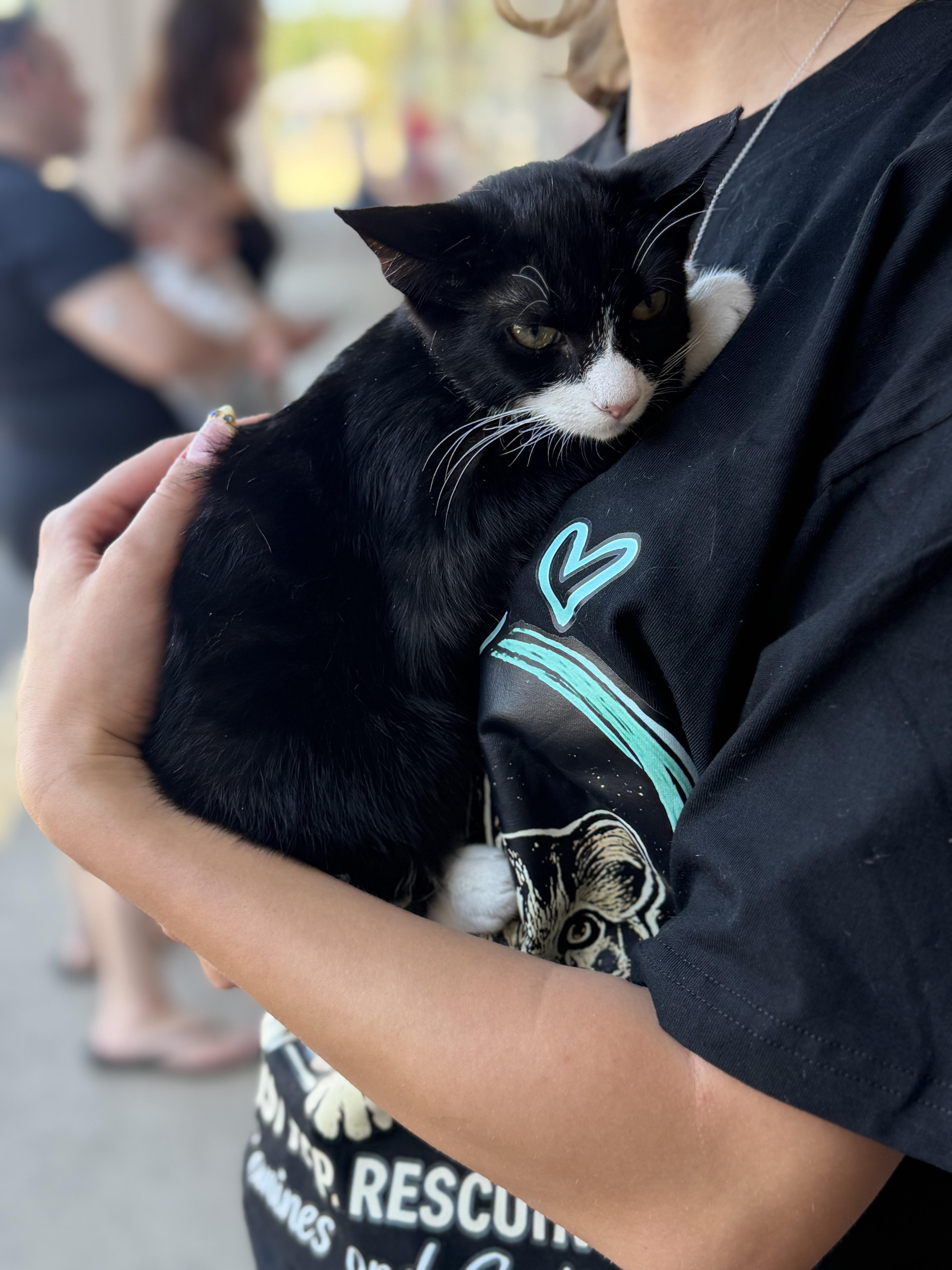 Guava, a Adoptable Tuxedo in Newfoundland, NJ image 4/4