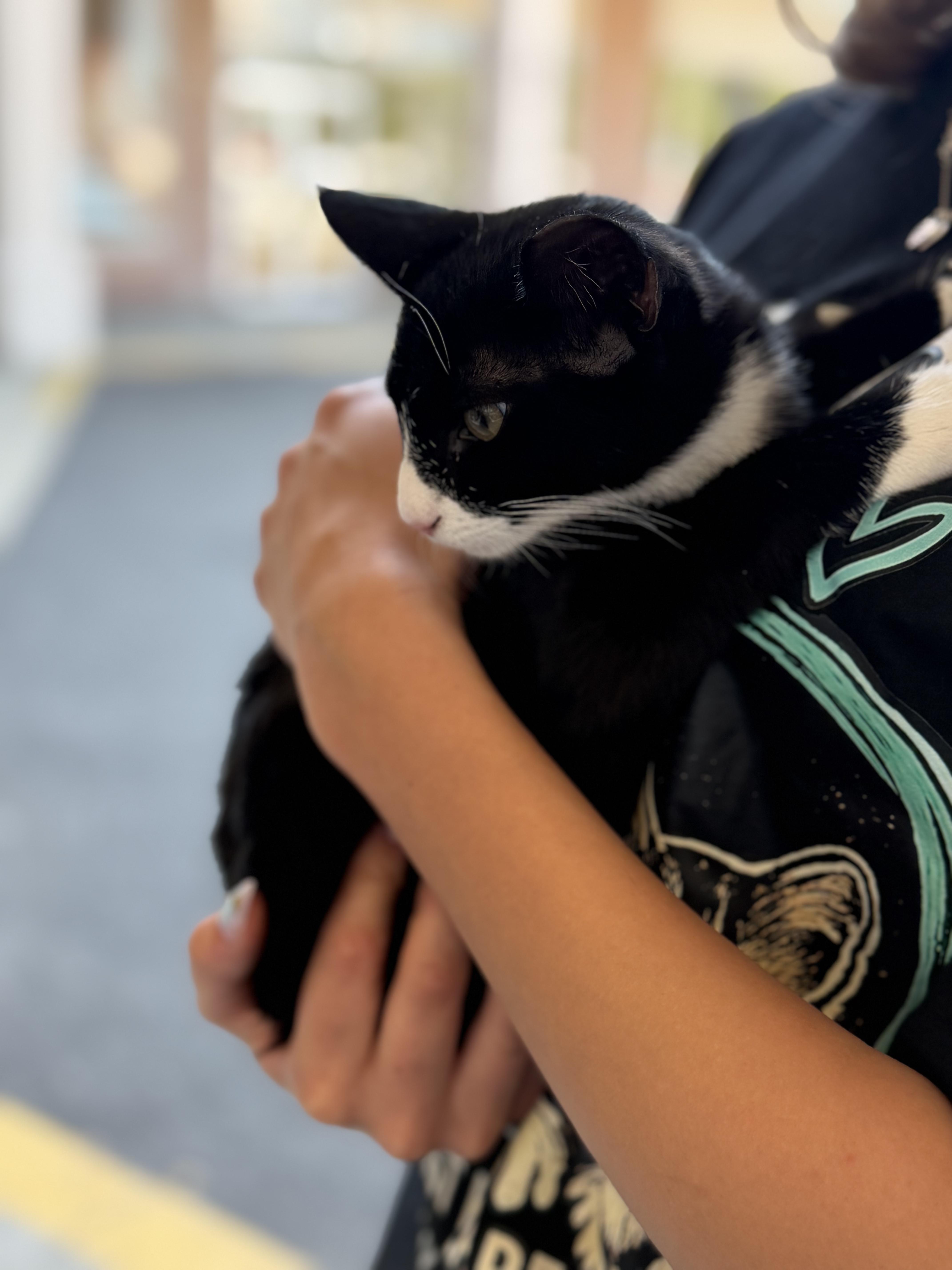 Guava, a Adoptable Tuxedo in Newfoundland, NJ image 3/4