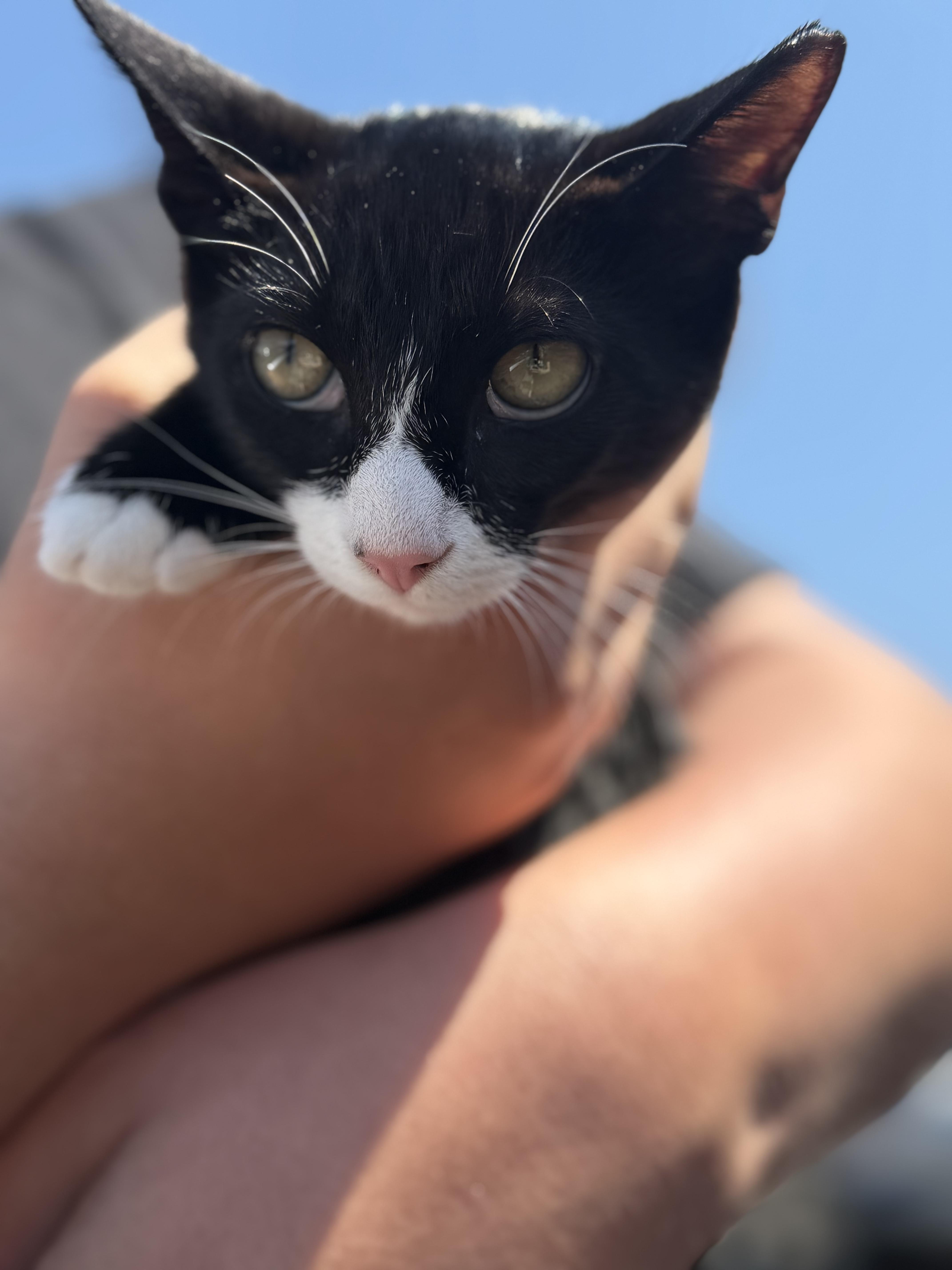 Guava, a Adoptable Tuxedo in Newfoundland, NJ image 2/4