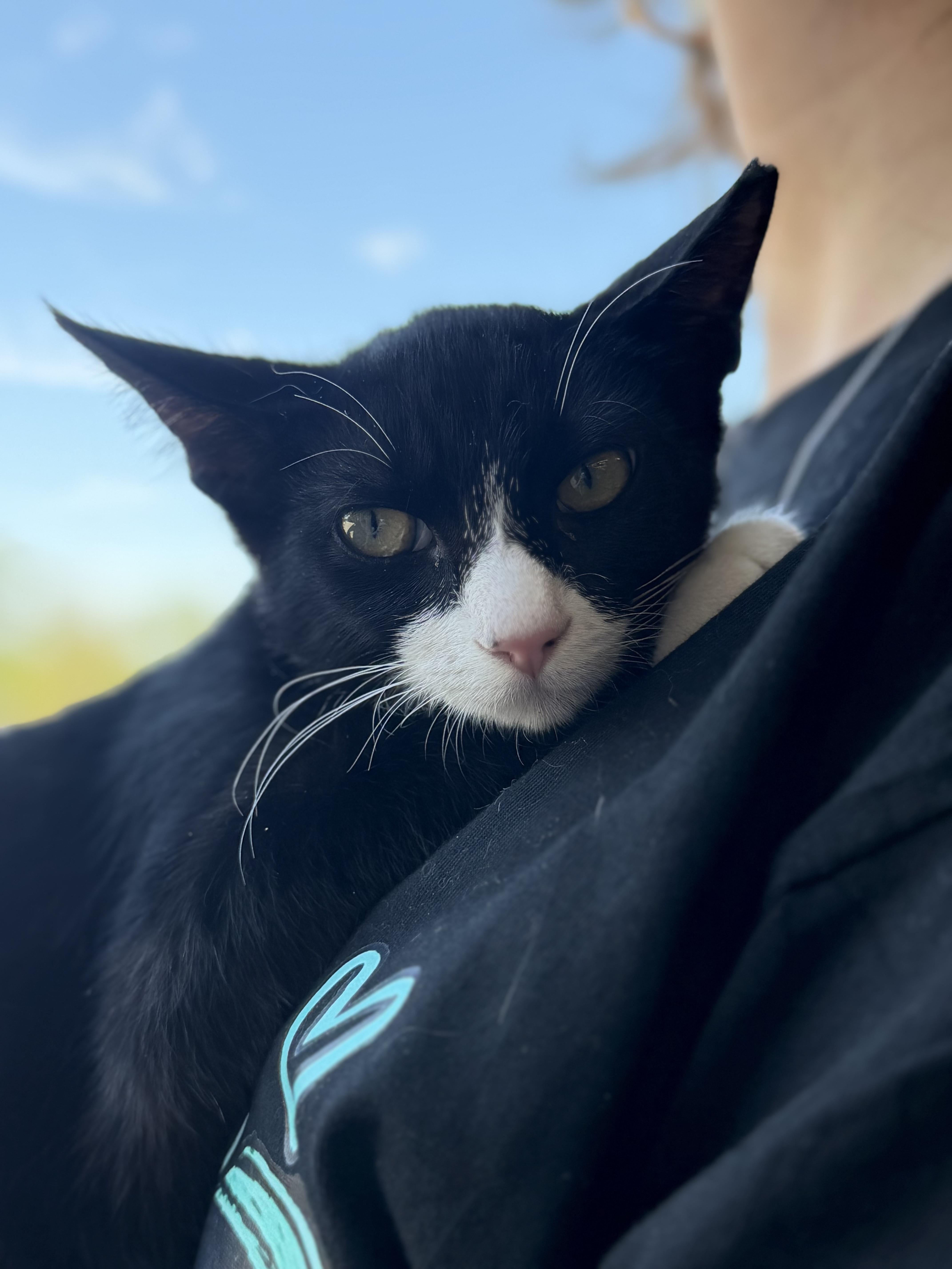 Guava, Adoptable, Kitten Female Tuxedo.