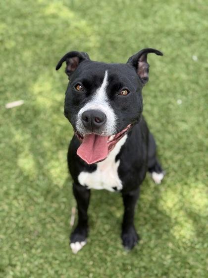 Kaya - 2, a Adoptable mixed breed in Daytona Beach, FL image 1/3