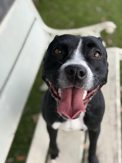 Kaya - 2, a Adoptable mixed breed in Daytona Beach, FL image 2/3