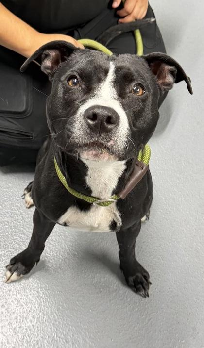 Kaya - 2, a Adoptable mixed breed in Daytona Beach, FL image 3/3