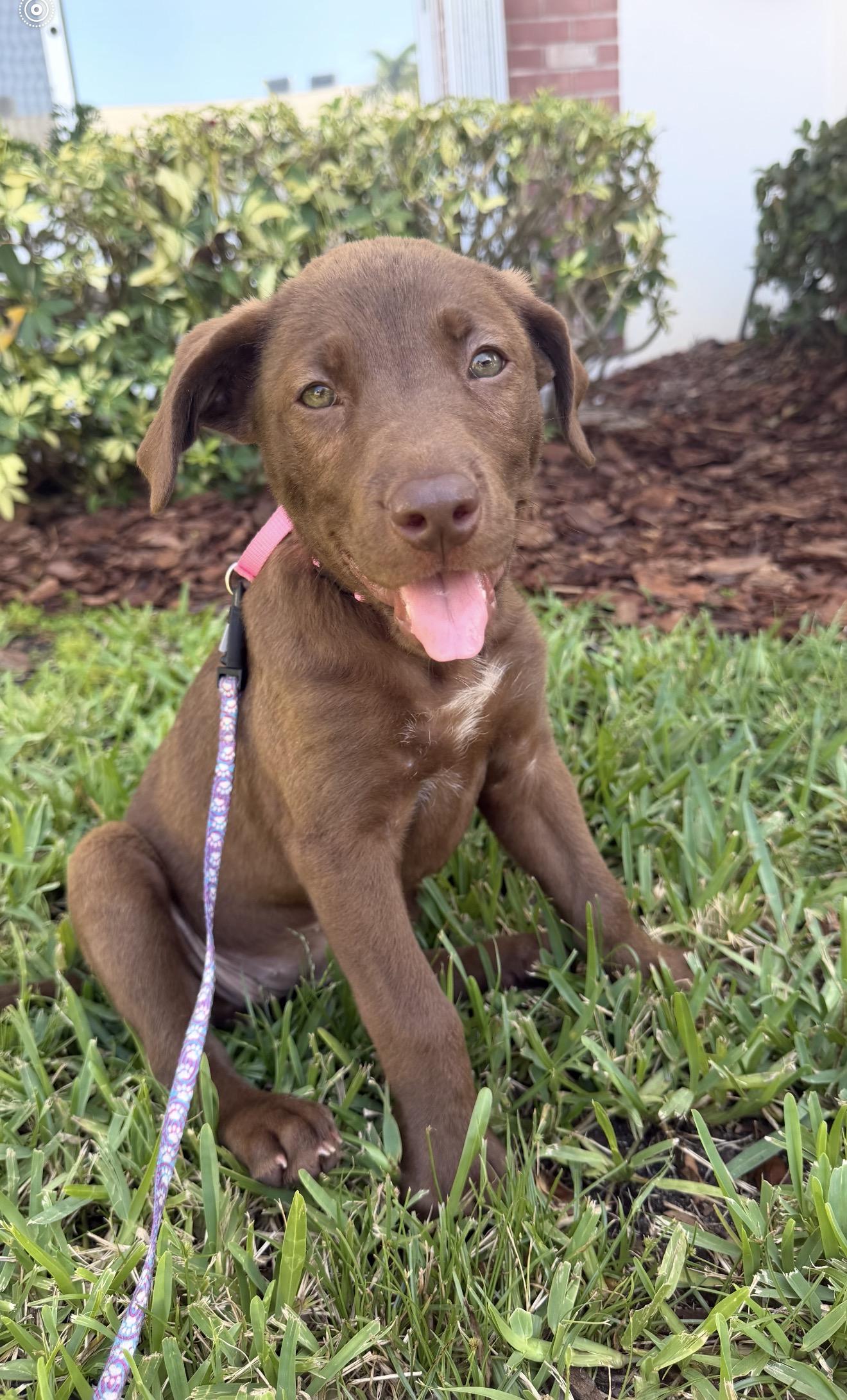 Miley, an adopted mixed breed in Palm springs, FL image 2/4
