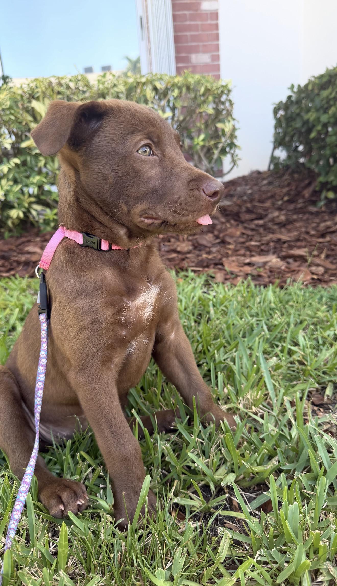 Miley, an adopted mixed breed in Palm springs, FL image 4/4