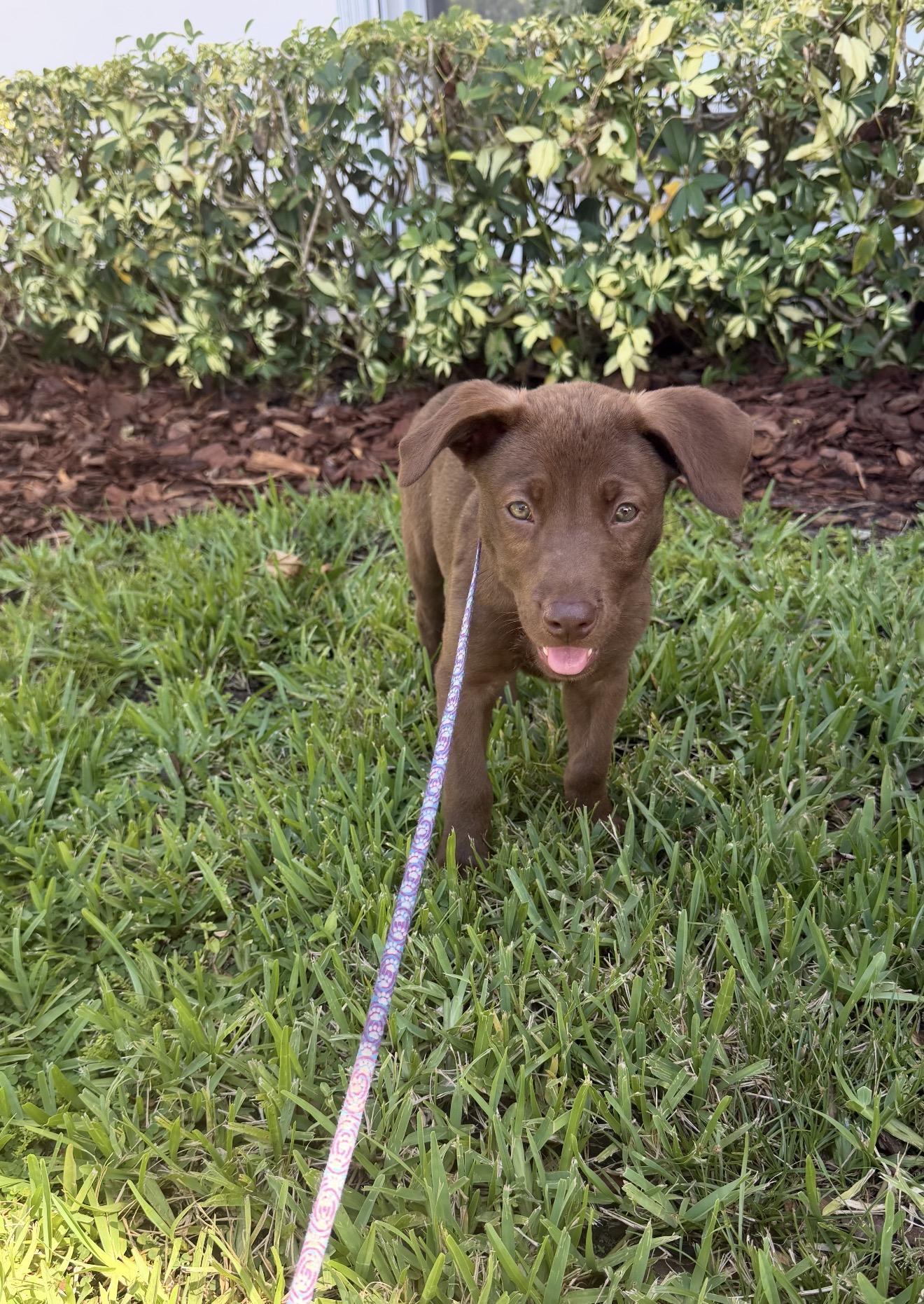 Miley, an adopted mixed breed in Palm springs, FL image 1/4