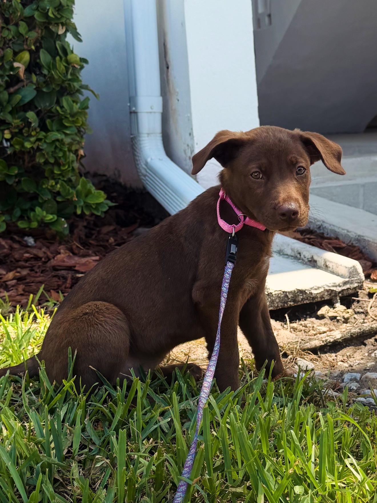 Miley, an adopted mixed breed in Palm springs, FL image 3/4