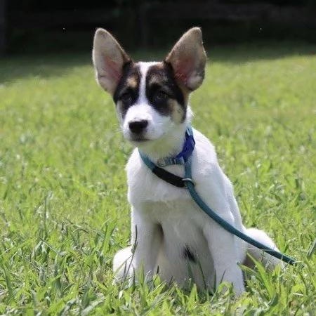 Enlarge Pumbaa, a Adoptable mixed breed in Chuckey, TN image 2/2