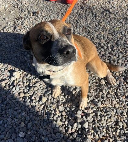 Enlarge Comet, a Adoptable mixed breed in Norfolk, VA image 1/1