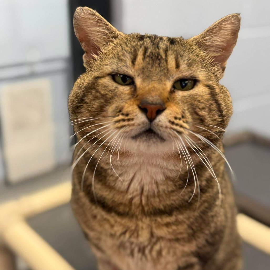 Big Papa, Adoptable, Adult Male Domestic Short Hair.