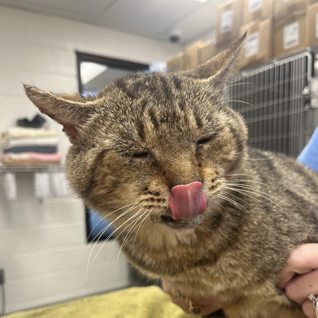 Enlarge Big Papa, a Adoptable Domestic Short Hair in Martinsville, VA image 2/3