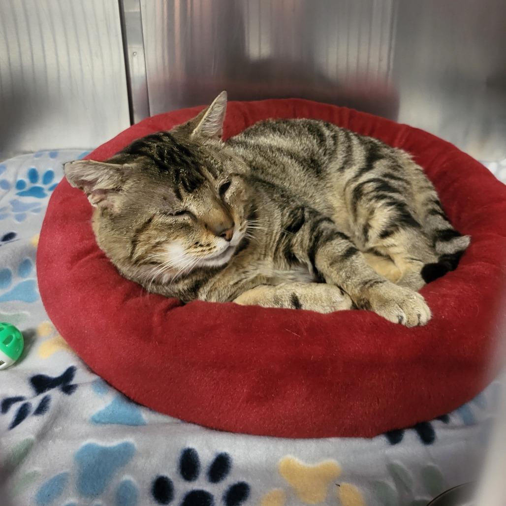 Enlarge Big Papa, a Adoptable Domestic Short Hair in Martinsville, VA image 3/3