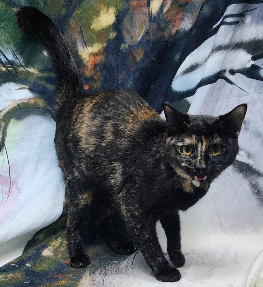 Enlarge 251446  Merry, a Adoptable Domestic Short Hair in Wetumpka, AL image 1/3