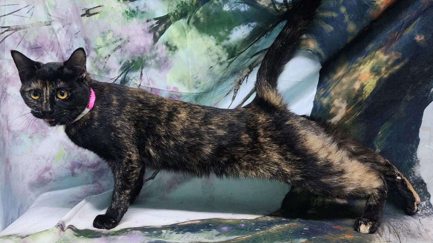 Enlarge 251446  Merry, a Adoptable Domestic Short Hair in Wetumpka, AL image 2/3
