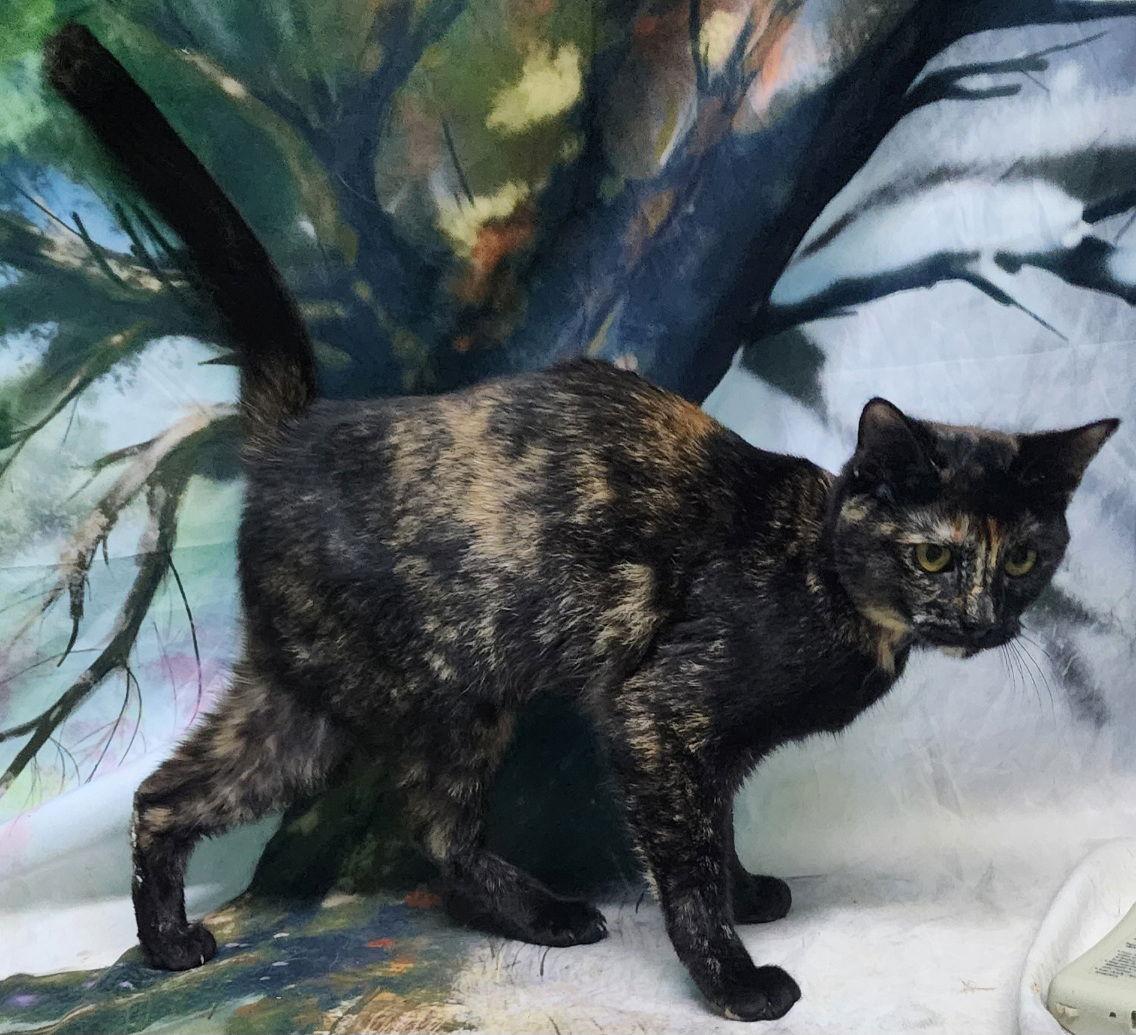 Enlarge 251446  Merry, a Adoptable Domestic Short Hair in Wetumpka, AL image 3/3
